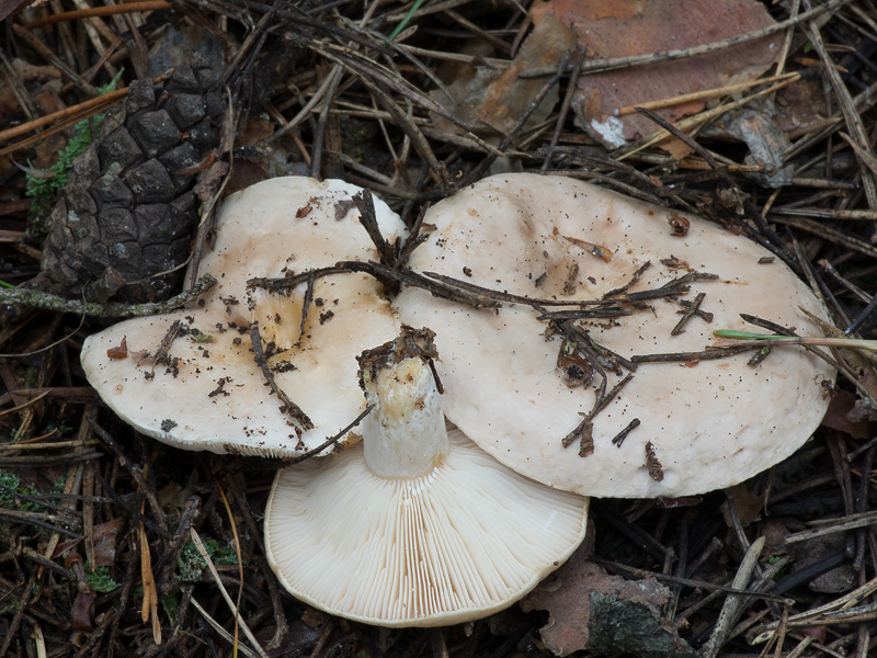 Lactarius musteus